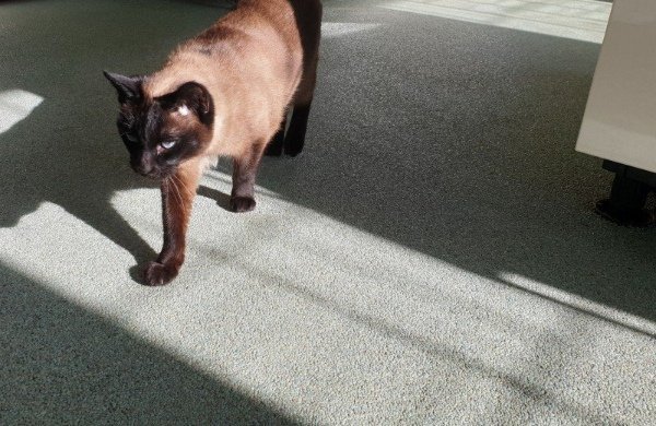 Grindvloer als binnenvloer